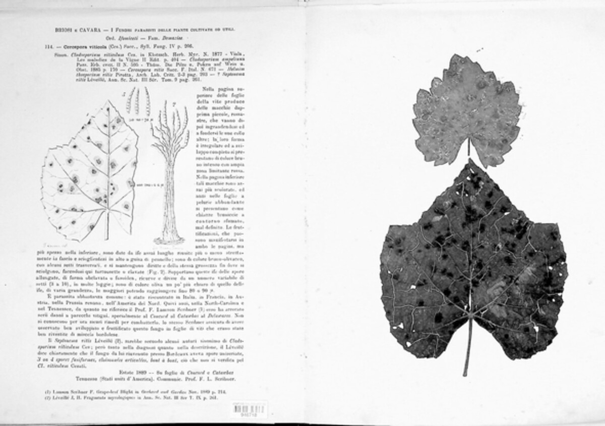 Pseudocercospora vitis image